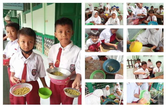 Praktek menanam biji kacang hijau